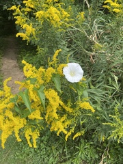 Calystegia silvatica