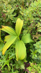 Veratrum viride