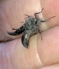 Lacinipolia renigera