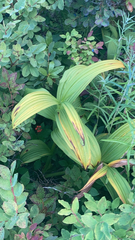 Veratrum viride