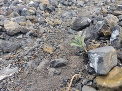 Amaranthus blitoides