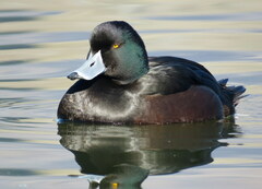 Aythya novaeseelandiae