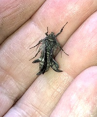 Lacinipolia renigera