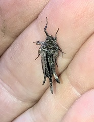 Lacinipolia renigera