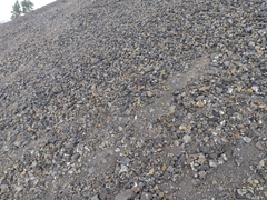 Amaranthus blitoides