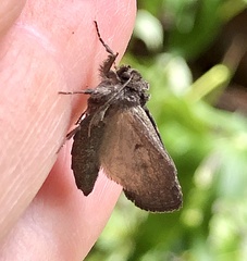 Lacinipolia renigera