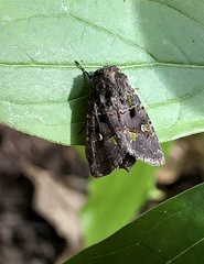 Lacinipolia renigera