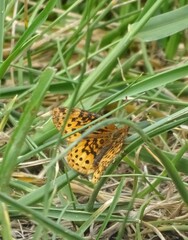 Boloria bellona