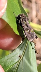 Lacinipolia renigera