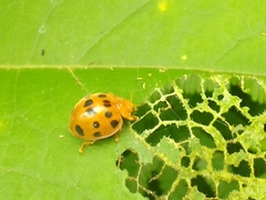 Epilachna tredecimnotata