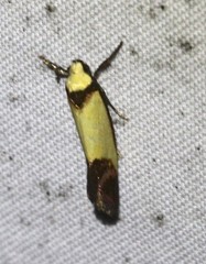 Crepidosceles timalphes