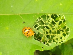 Epilachna tredecimnotata