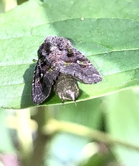 Lacinipolia renigera