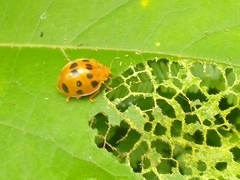 Epilachna tredecimnotata