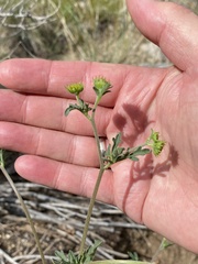 Hymenothrix dissecta