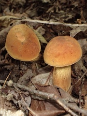 Suillellus luridus