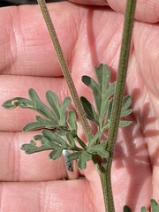 Hymenothrix dissecta