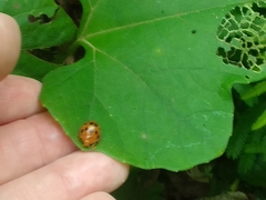 Epilachna tredecimnotata