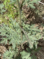 Hymenothrix dissecta