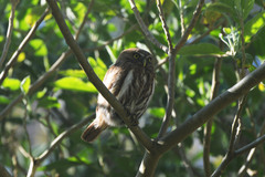 Glaucidium brasilianum