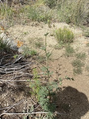 Hymenothrix dissecta