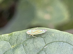Graphocephala versuta