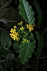Malpighiaceae