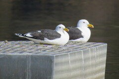 Larus dominicanus dominicanus