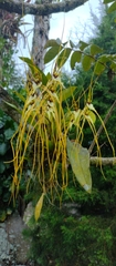 Brassia