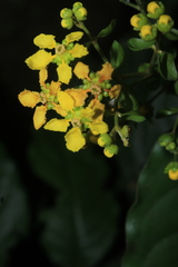 Malpighiaceae