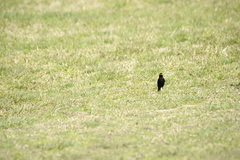 Hymenops perspicillatus