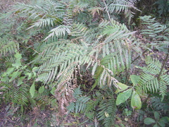 Pteris deflexa