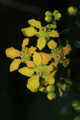 Malpighiaceae