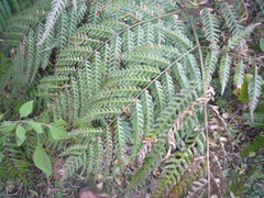 Pteris deflexa