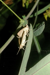 Herminia grisealis