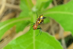 Micrathena funebris