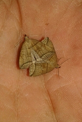 Herminia grisealis