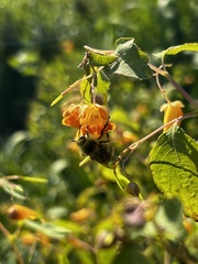 Bombus mixtus