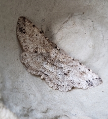 Melanolophia canadaria