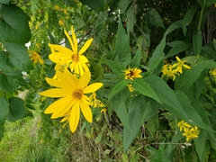 Helianthus giganteus