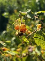Bombus mixtus
