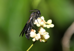 Scoliidae