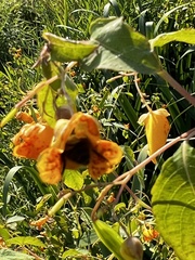 Bombus mixtus