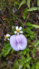 Centrosema virginianum