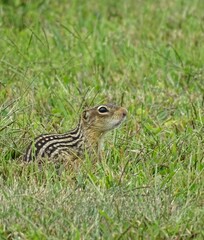 Ictidomys tridecemlineatus