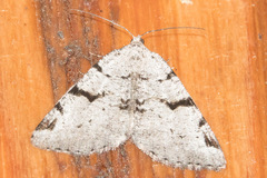 Macaria bitactata