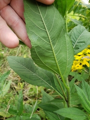 Helianthus giganteus
