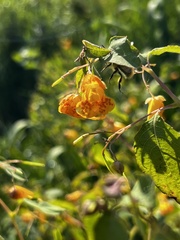 Bombus mixtus