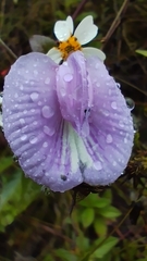 Centrosema virginianum