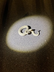 Crotalus viridis